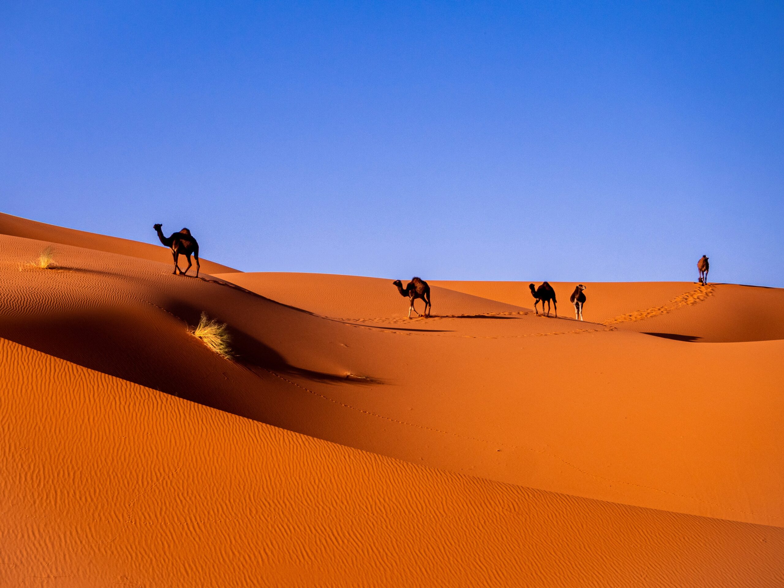 Best Time to Visit Morocco
